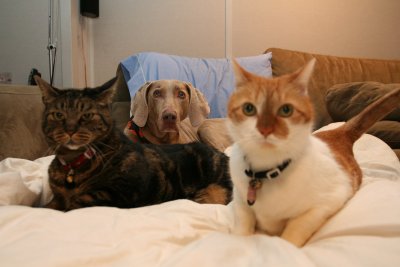 %sp-ops-lbc-image-1 -alt%